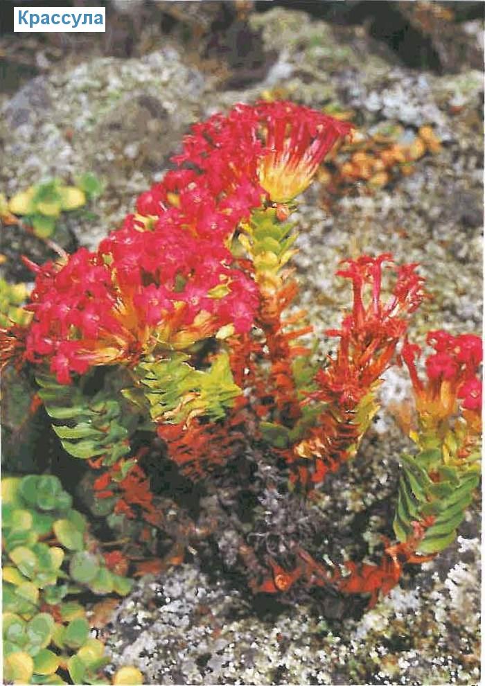  - Crassula coccinea