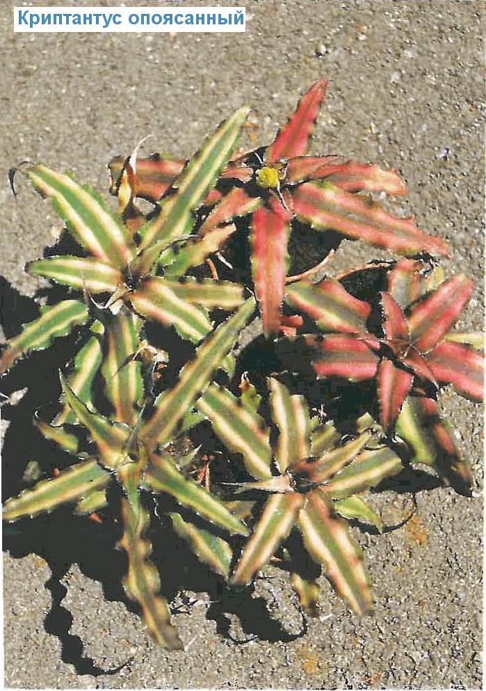   - Cryptanthus zonatus