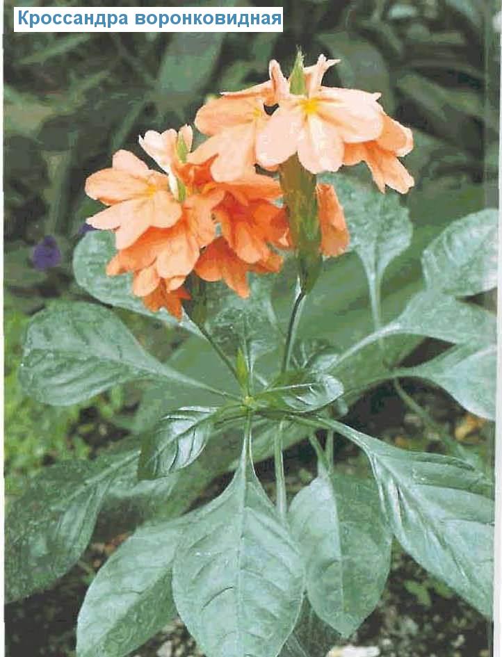   - Crossandra infundibuliformis