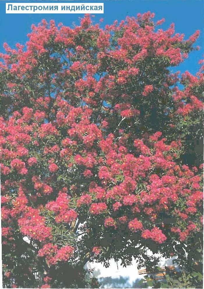   - Lagerstroemia indica