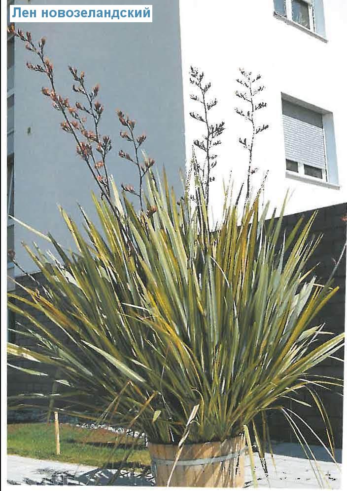   - Phormium tenax