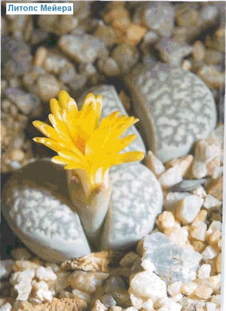   - Lithops meyeri