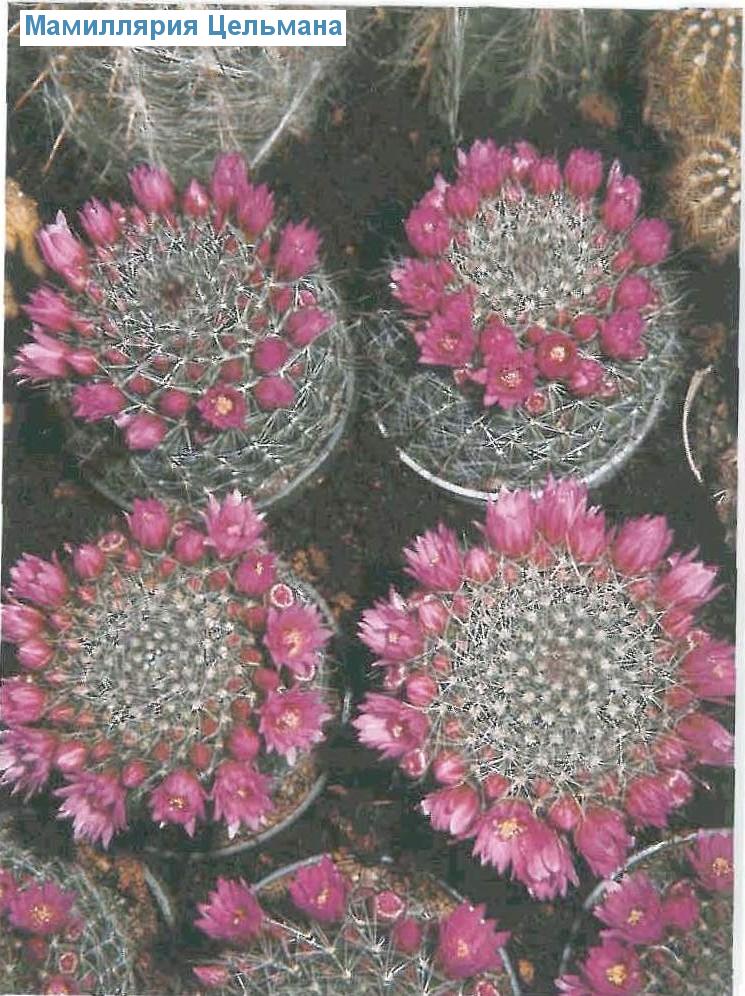   - Mammillaria zeilmanniana