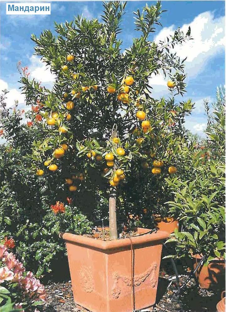  - Citrus reticulata