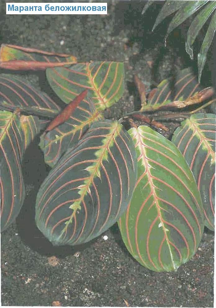   - Maranta leuconeura