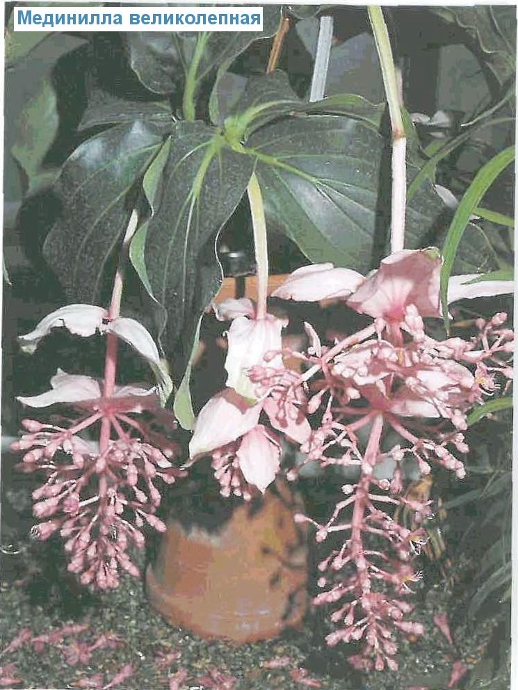   - Medinilla magnifica