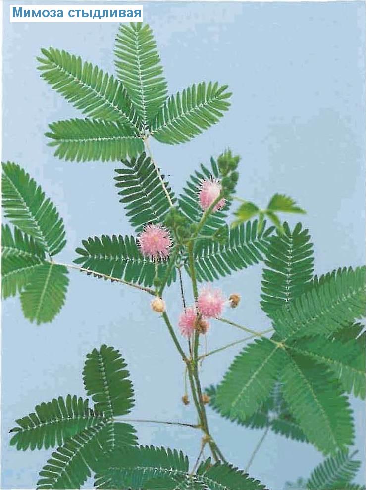   - Mimosa pudica