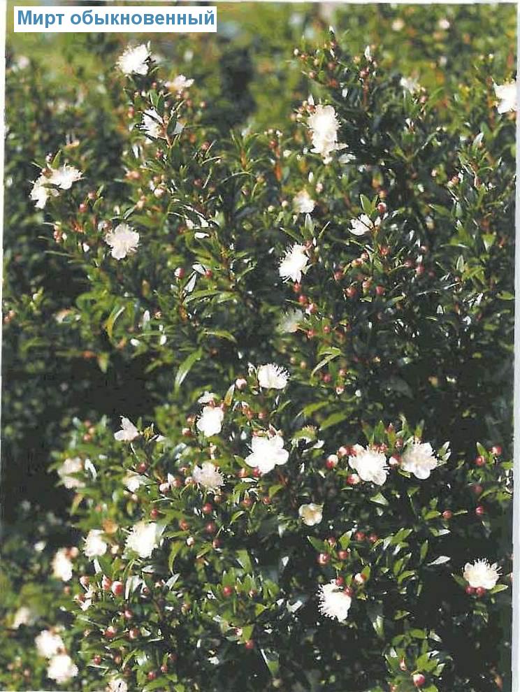   - Myrtus communis