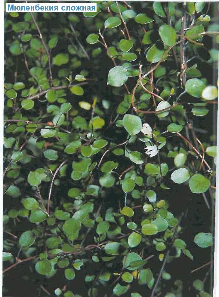   - Muehlenbeckia complexa