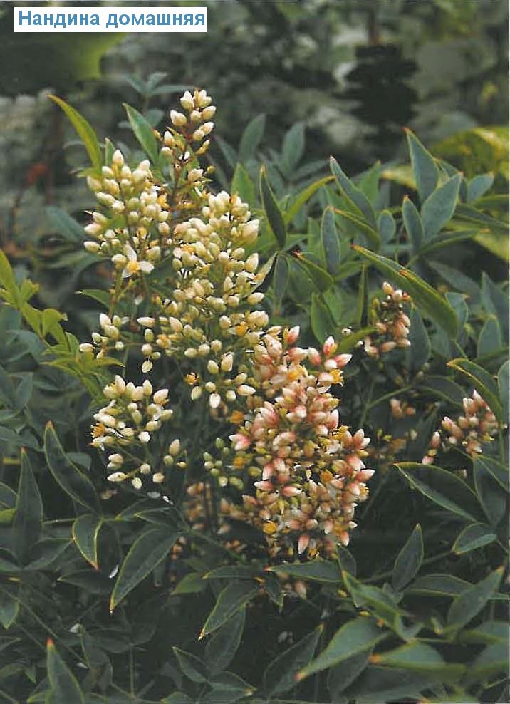   - Nandina domestica