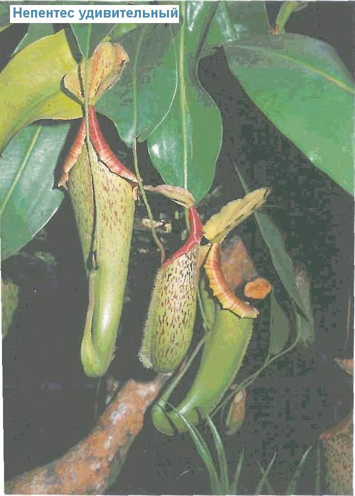   - Nepenthes mirabilis