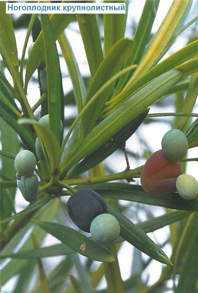   - Podocarpus macrophyllus