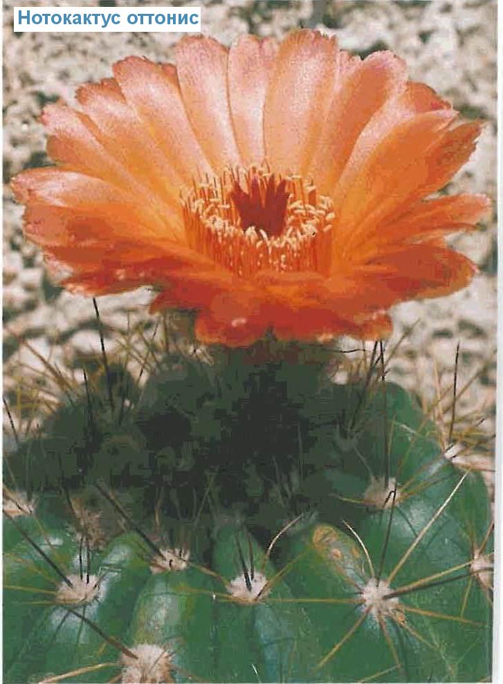   - Notocactus ottonis