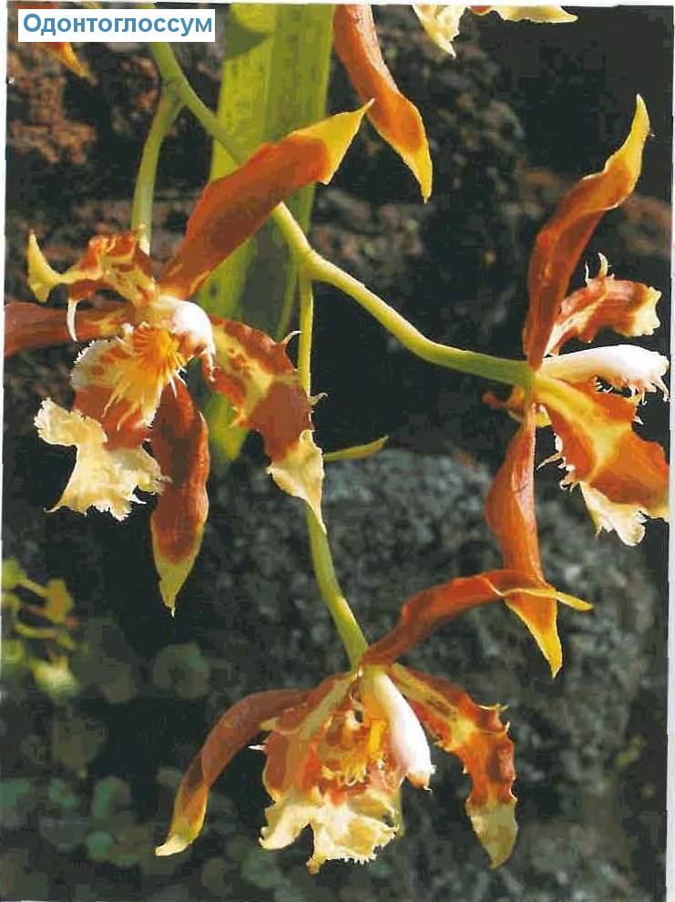  - Odontoglossum triumphans