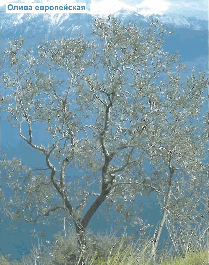   - Olea europaea