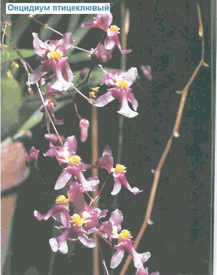   - Oncidium ornithorhynchum