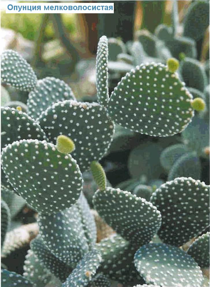   - Opuntia microdasys