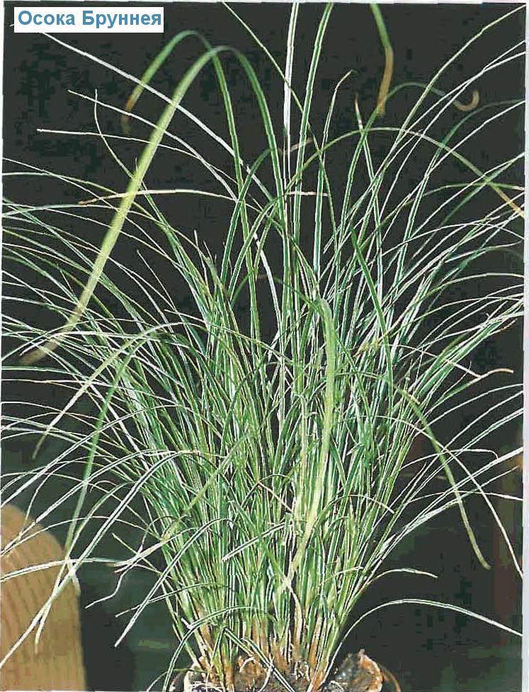   - Carex brunnea