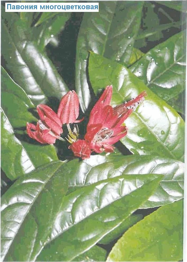   - Pavonia multiflora