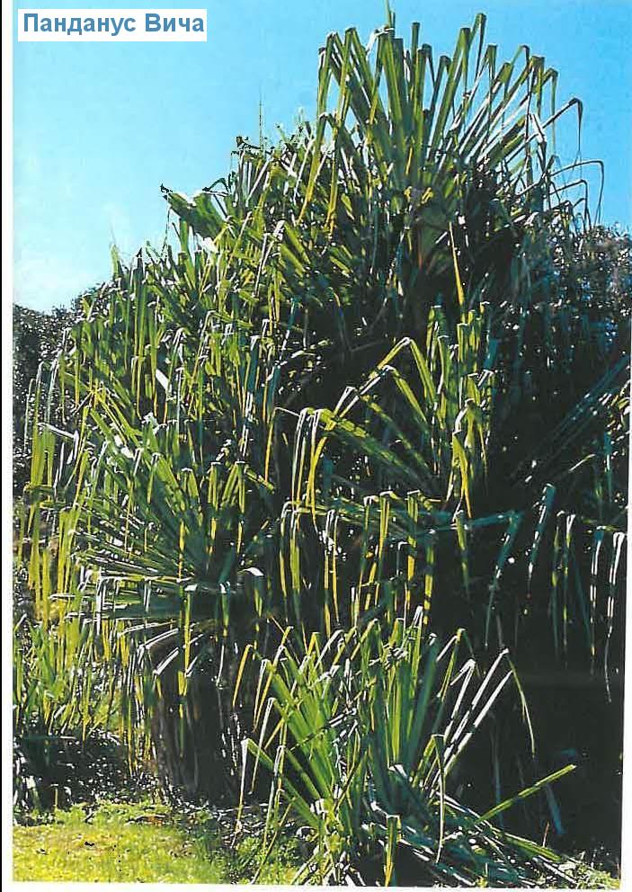   - Pandanus veitchii