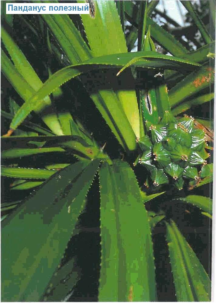   - Pandanus utilis