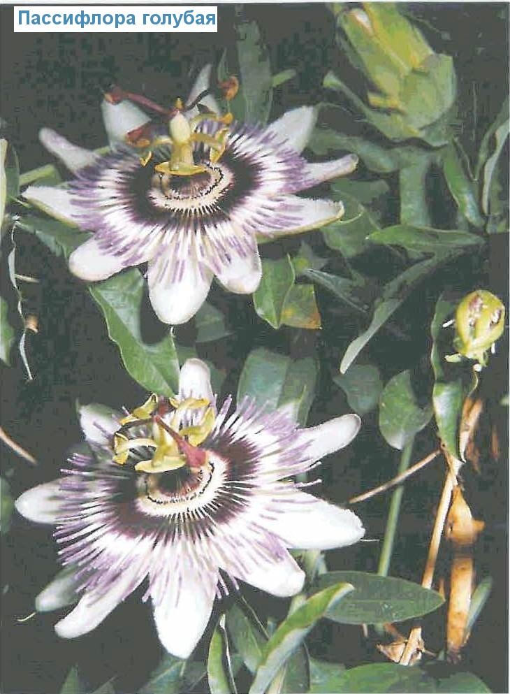   - Passiflora caerulea