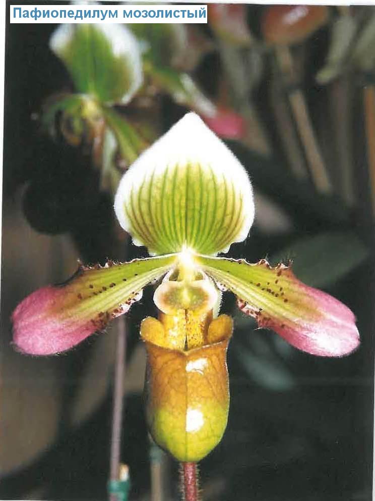   - Paphiopedilum callosum