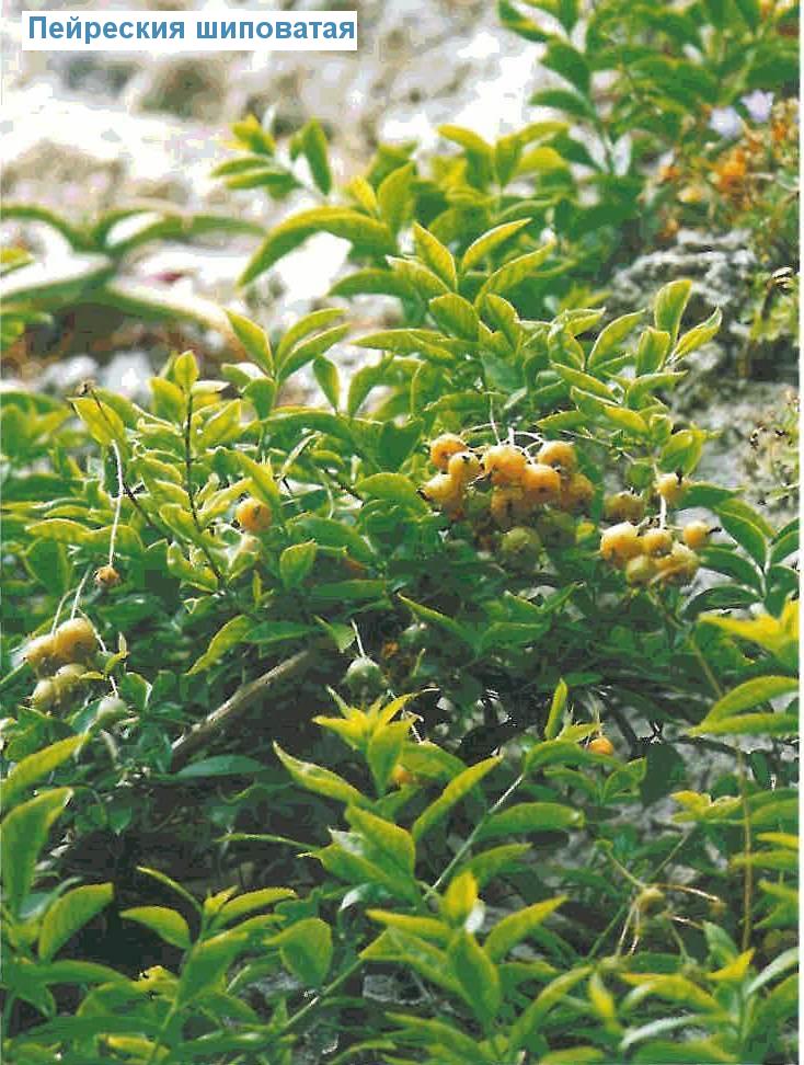   - Pereskia aculeata