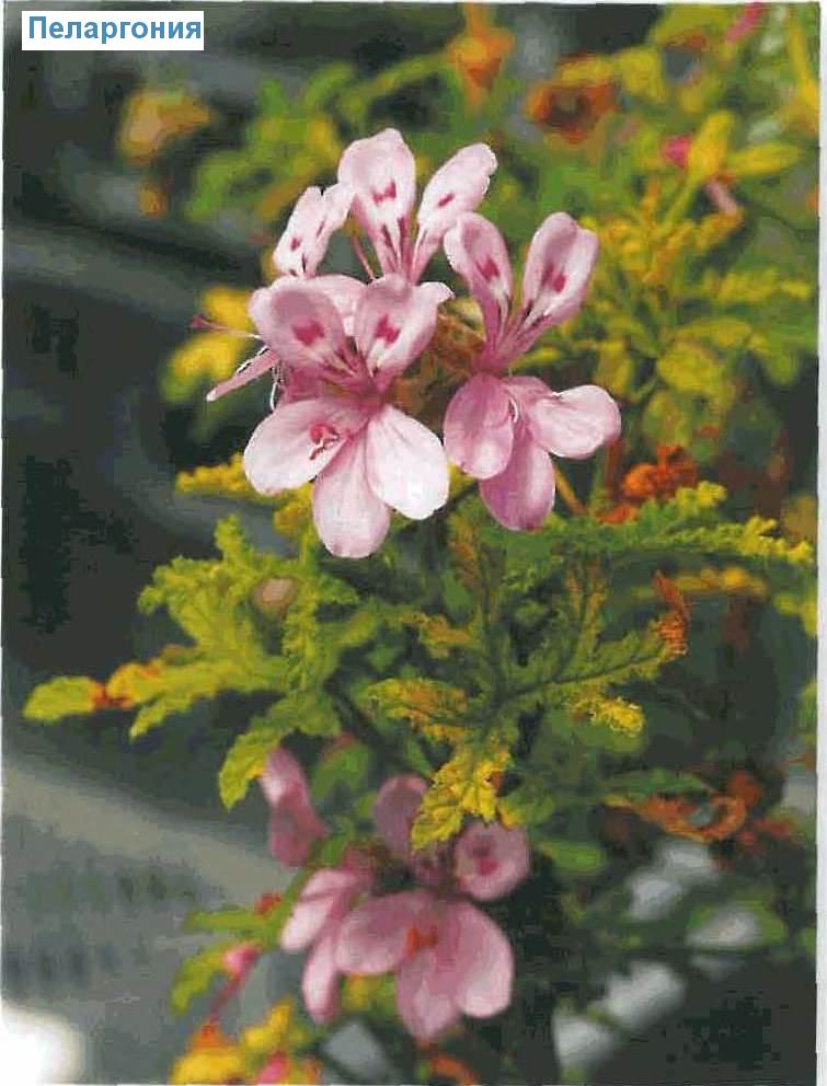  - Pelargonium grandiflorum