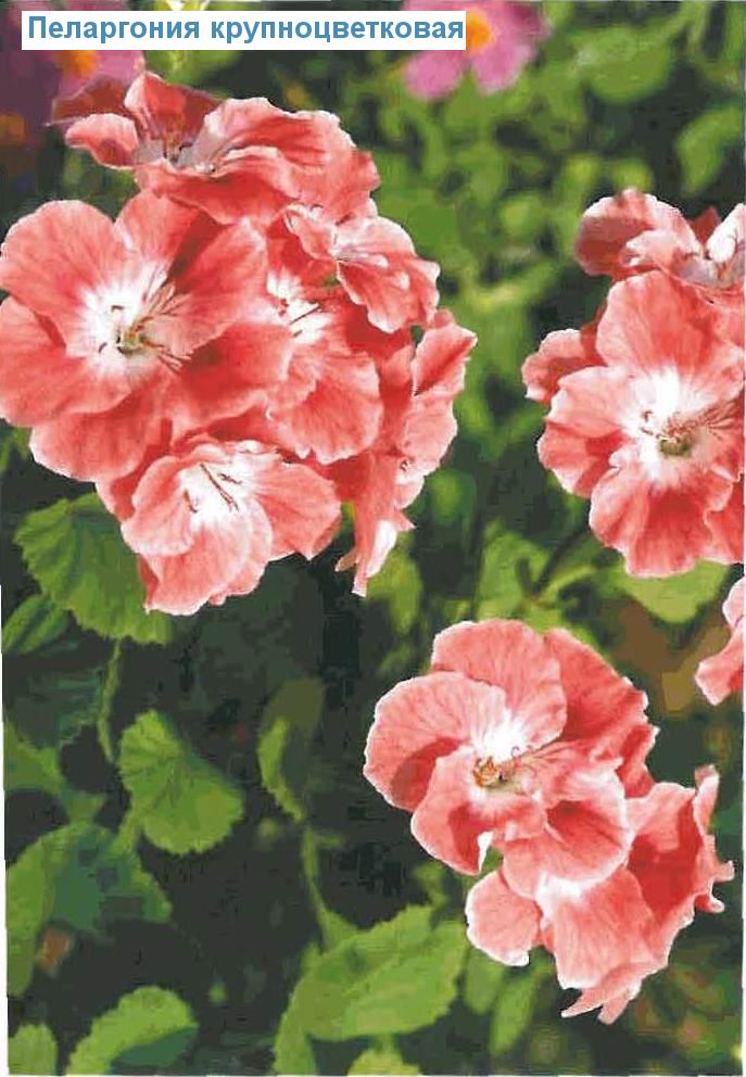   - Pelargonium graveolens