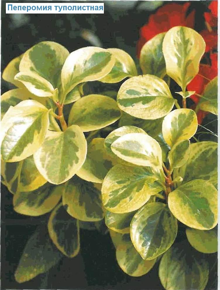   - Peperomia obtusifolia