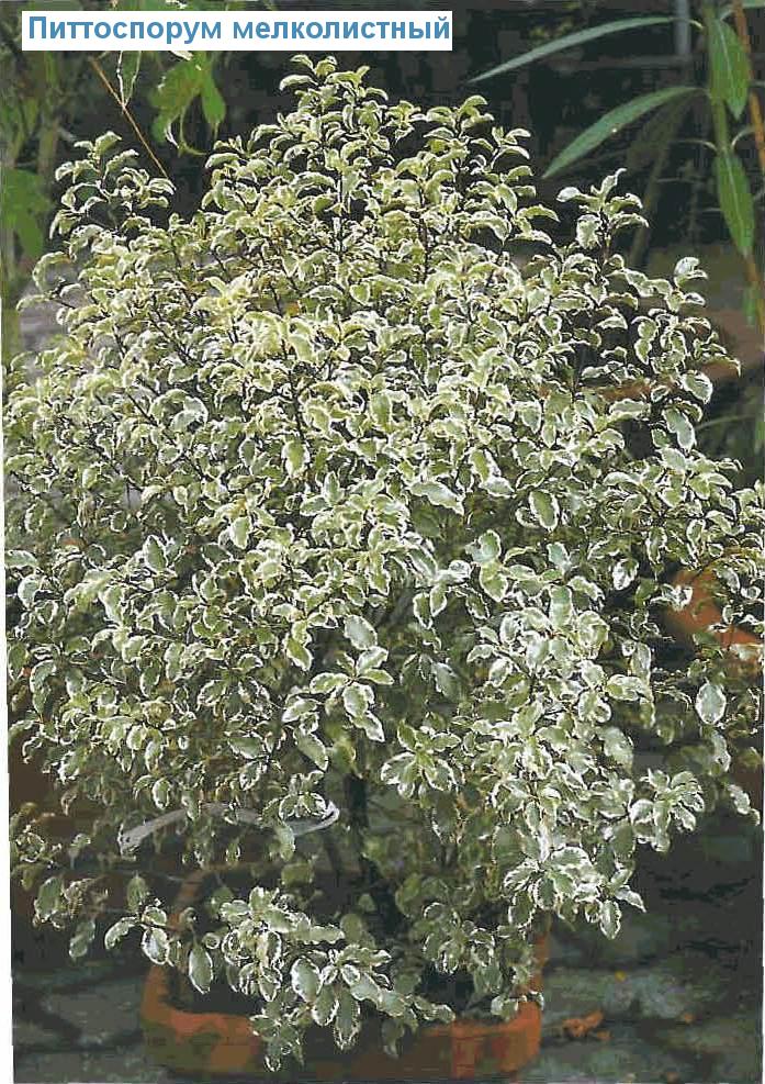   - Pittosporum tenuifolium