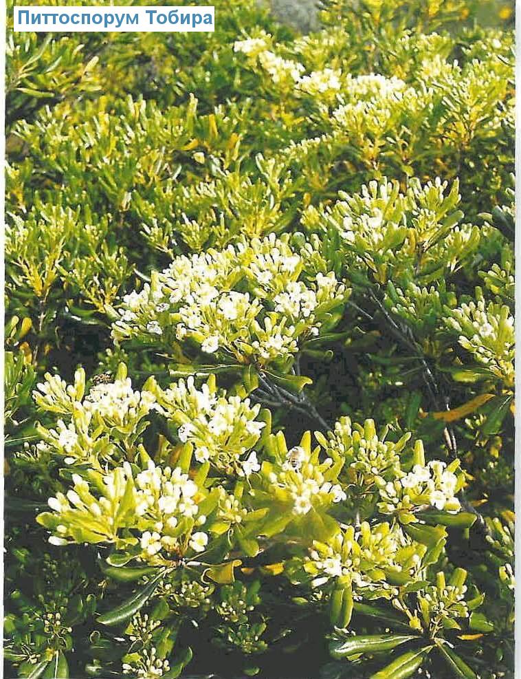   - Pittosporum tobira