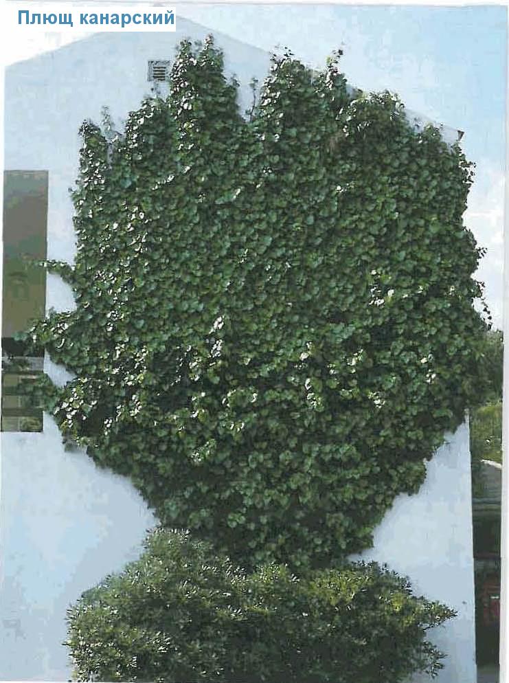   - Hedera canariensis