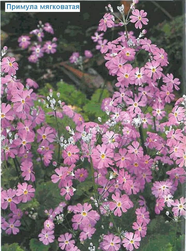   - Primula malacoides