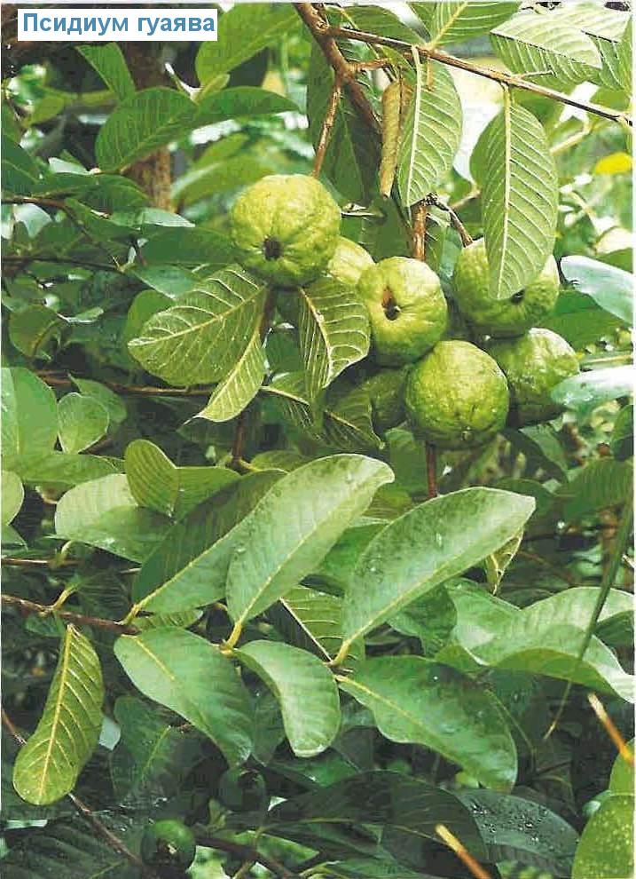   - Psidium guajava