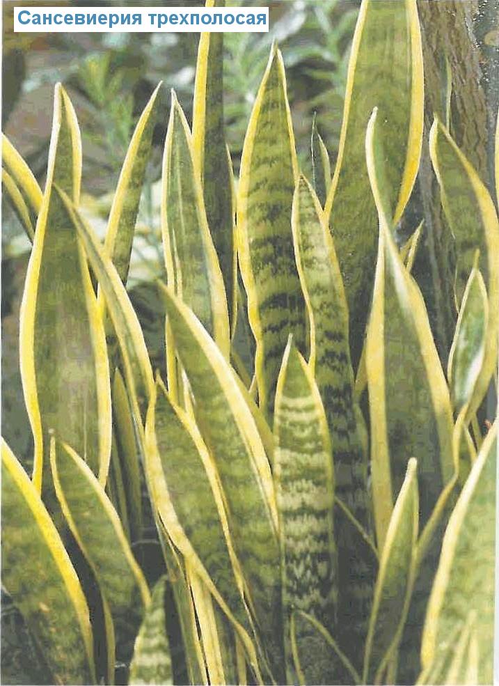   - Sansevieria trifasciata