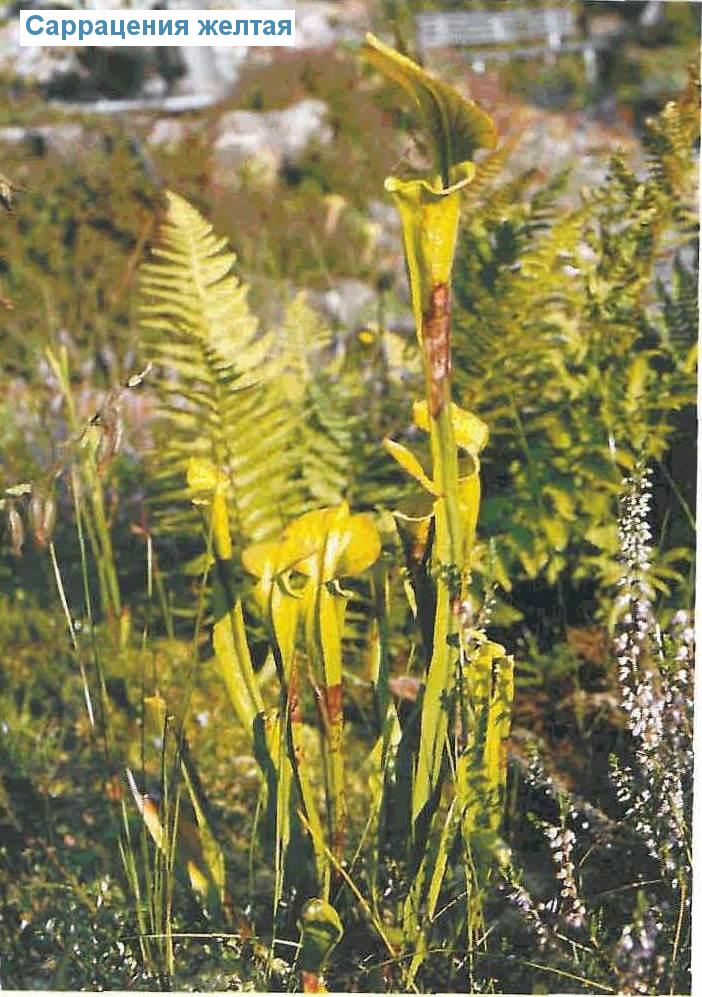   - Sarracenia flava