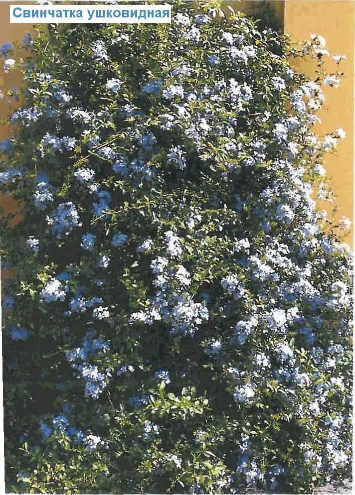   - Plumbago auriculata