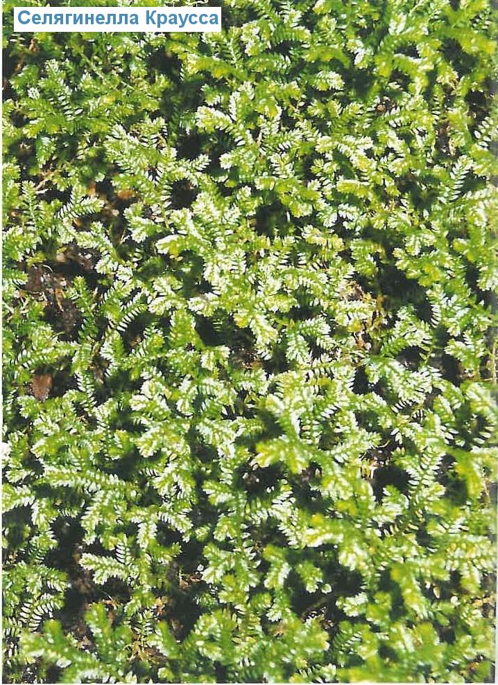   - Selaginella kraussiana