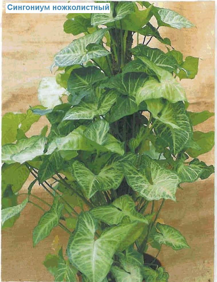   - Syngonium podophyllum