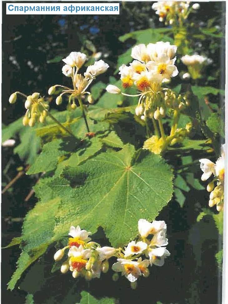   - Sparmannia africana