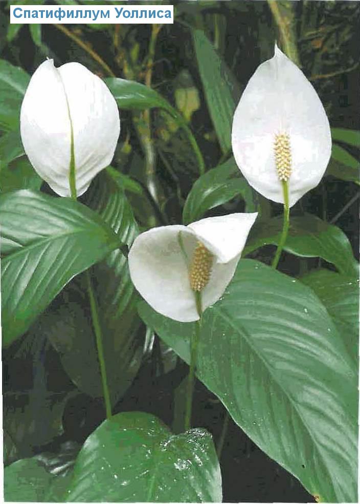   - Spathiphyllum wallisii