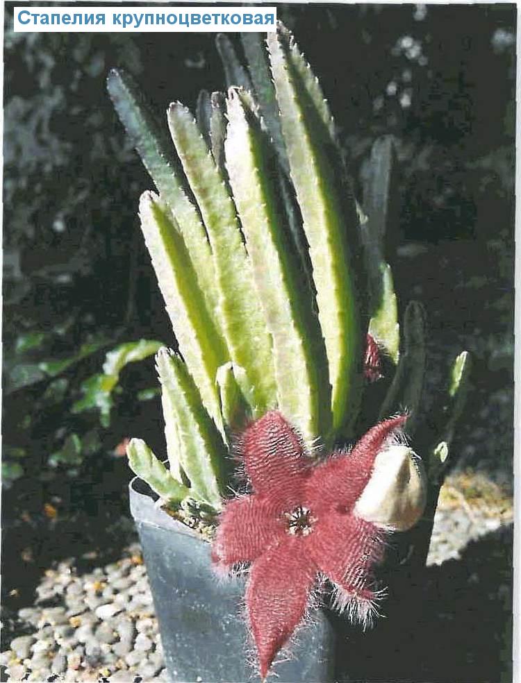   - Stapelia grandiflora