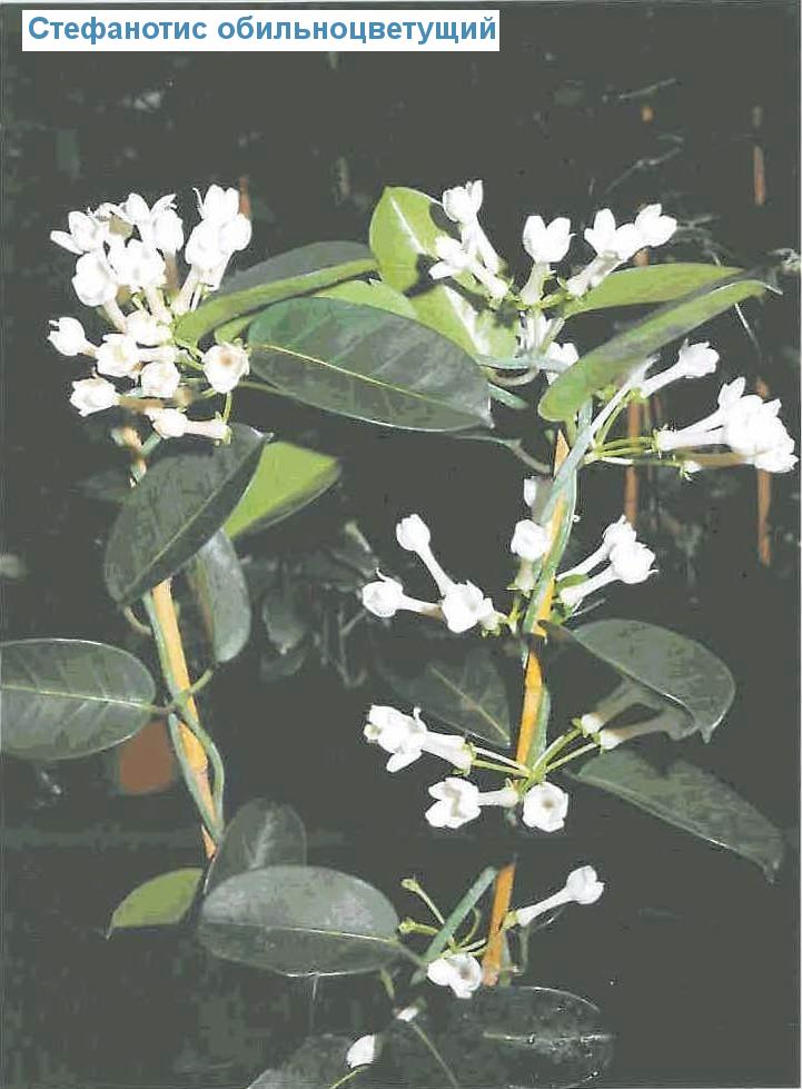   - Stephanotis floribunda