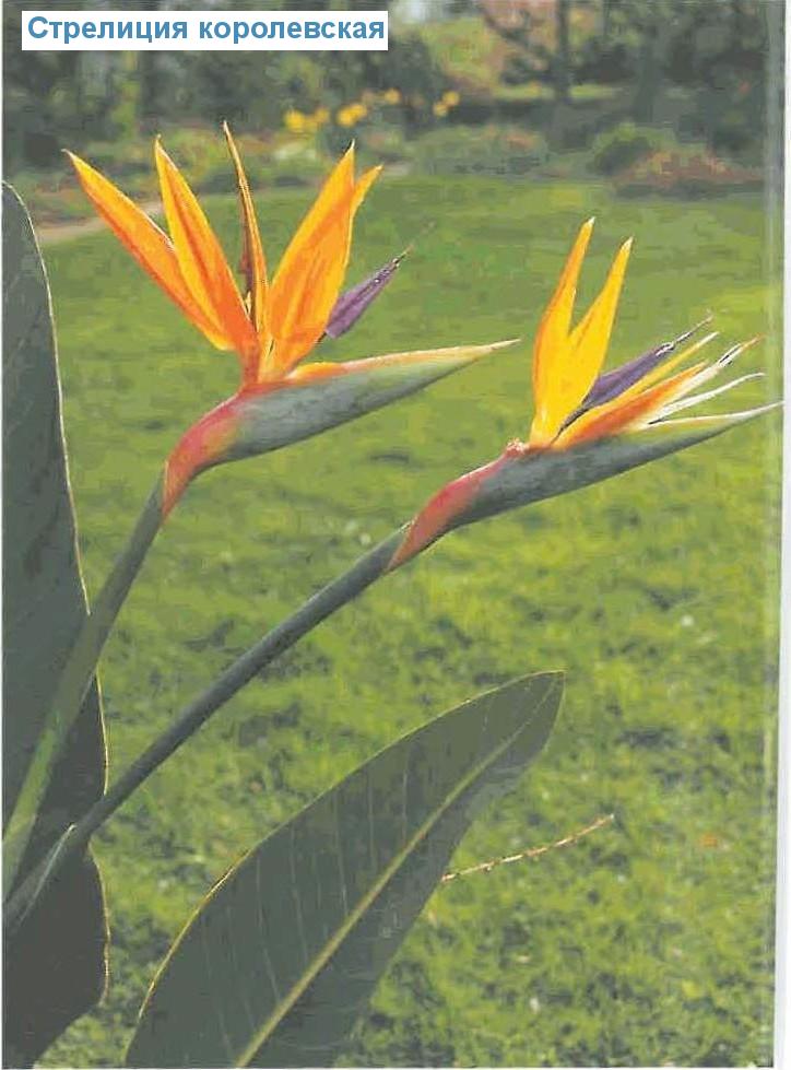   - Strelitzia reginae