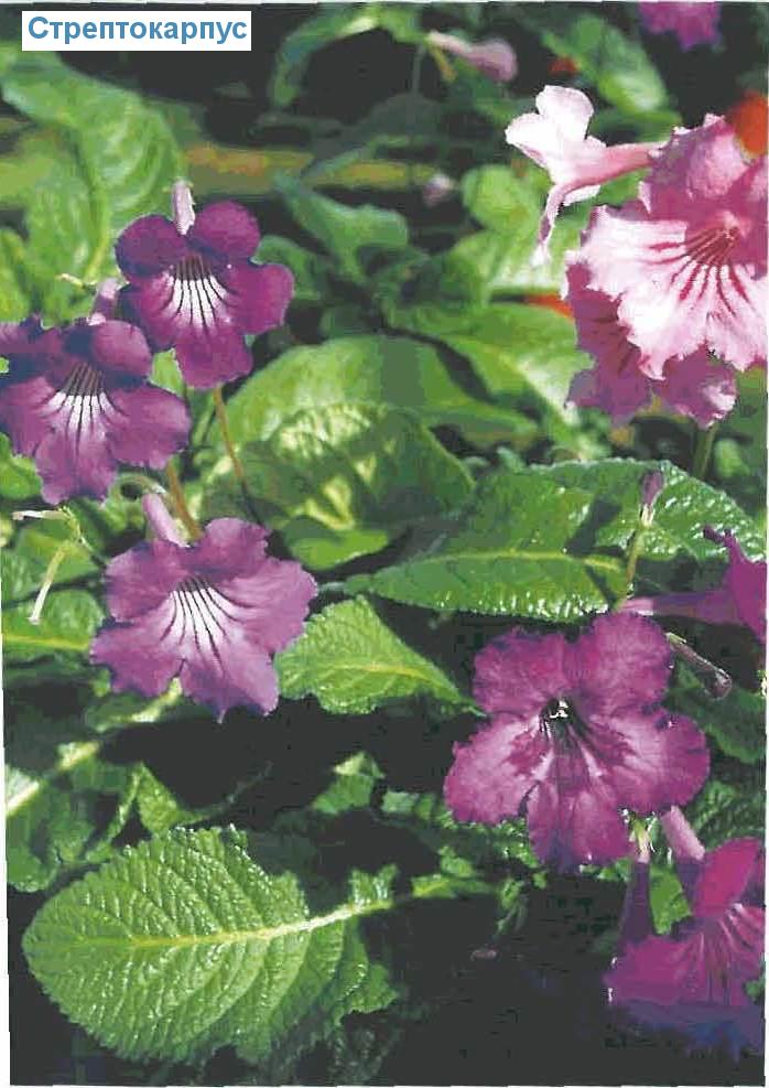  - Streptocarpus isybridus