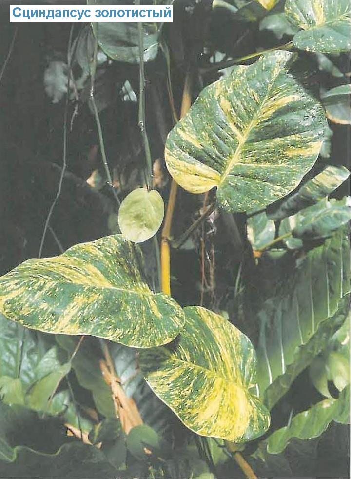   - Epipremnum pinnatum