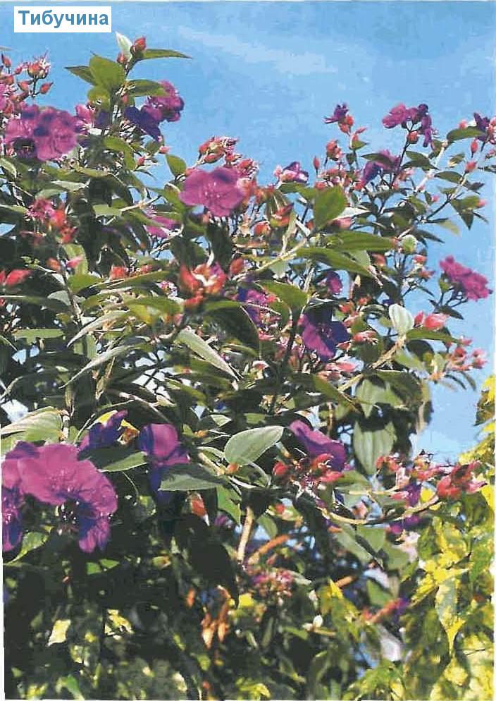  - Tibouchina urvilleana