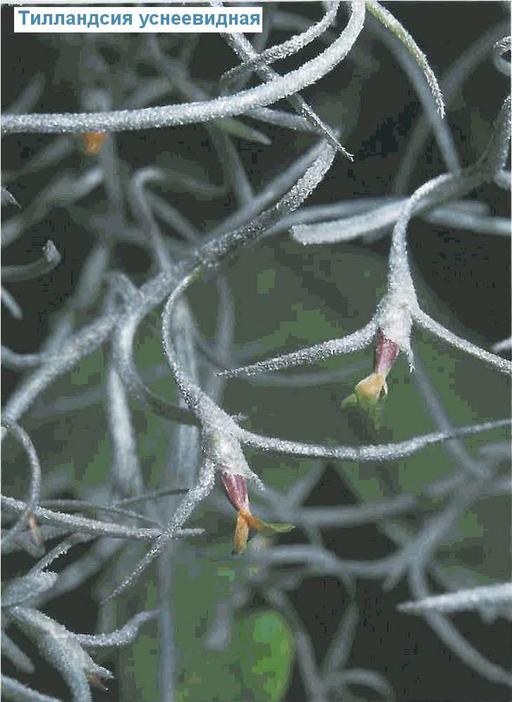   - Tillandsia usneoides